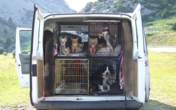 pet-transport